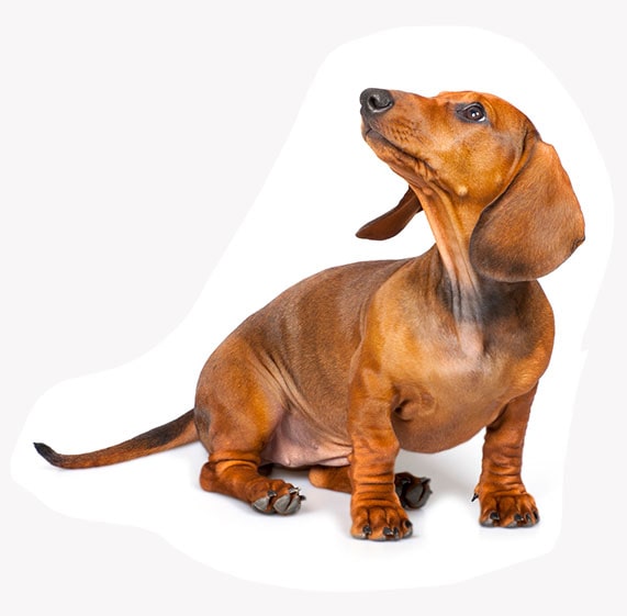 dachshund-min.jpg